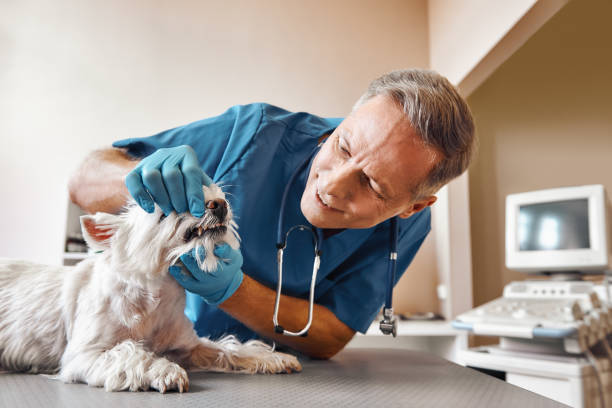 Best Mobile Emergency Dentist in High Bridge, WA